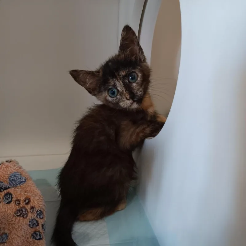 A baby small-sized female Black Domestic Short Hair cat named Americano for adoption in Elizabeth City, NC
