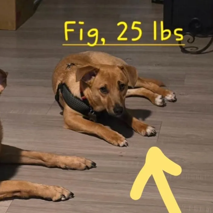 A young medium-sized male Carolina Dog dog named Figgy for adoption in Plano, TX