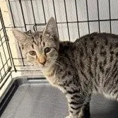 A baby medium-sized male Gray / Blue / Silver Domestic Short Hair cat named Ash for adoption in Horn Lake, MS