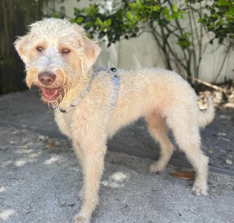 A young medium-sized female Labradoodle dog named Remy for adoption in Navarre, FL