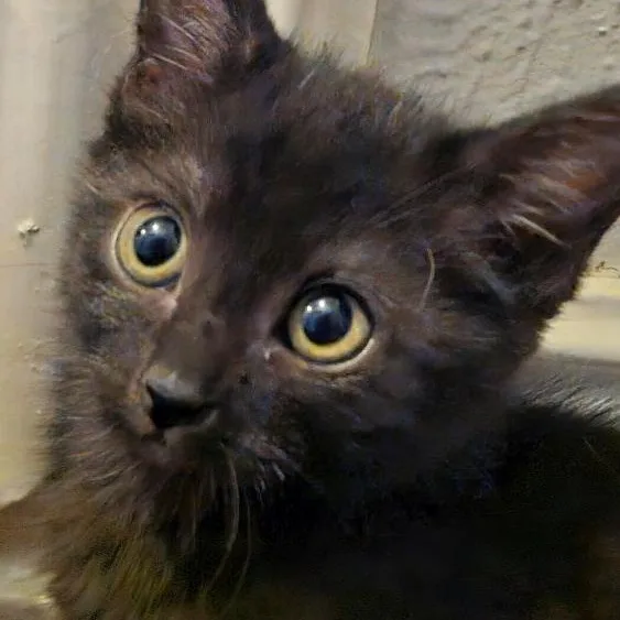 Gidget
