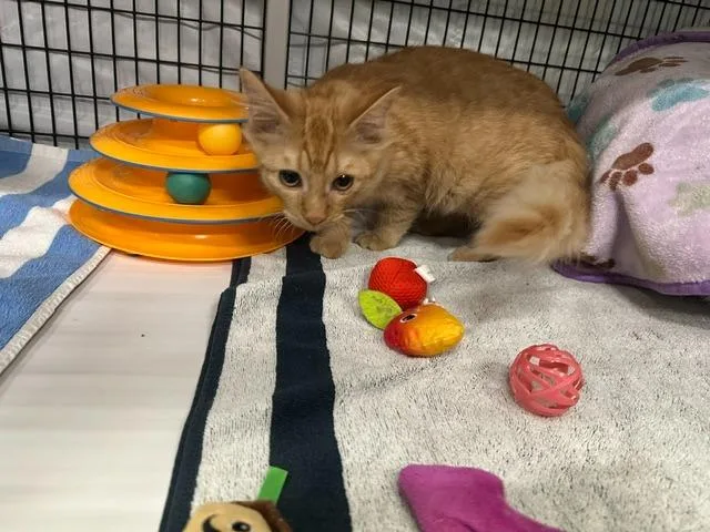 A baby medium-sized male Domestic Medium Hair cat named Little Zero for adoption in Raleigh, NC