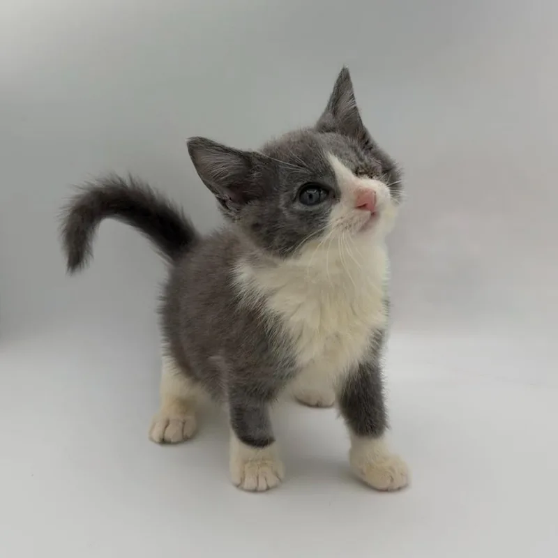 A baby medium-sized male Domestic Short Hair cat named Chally for adoption in State College, PA