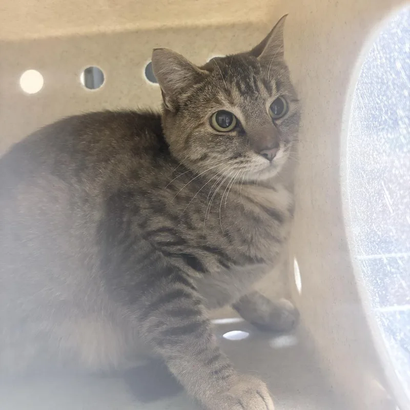 A young medium-sized female Domestic Short Hair cat named Working Cat Rose for adoption in Tacoma, WA