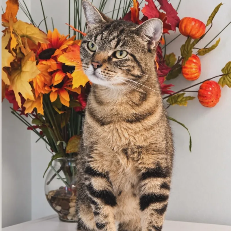 An adult medium-sized female Domestic Short Hair cat named Scarlett for adoption in Syosset, NY