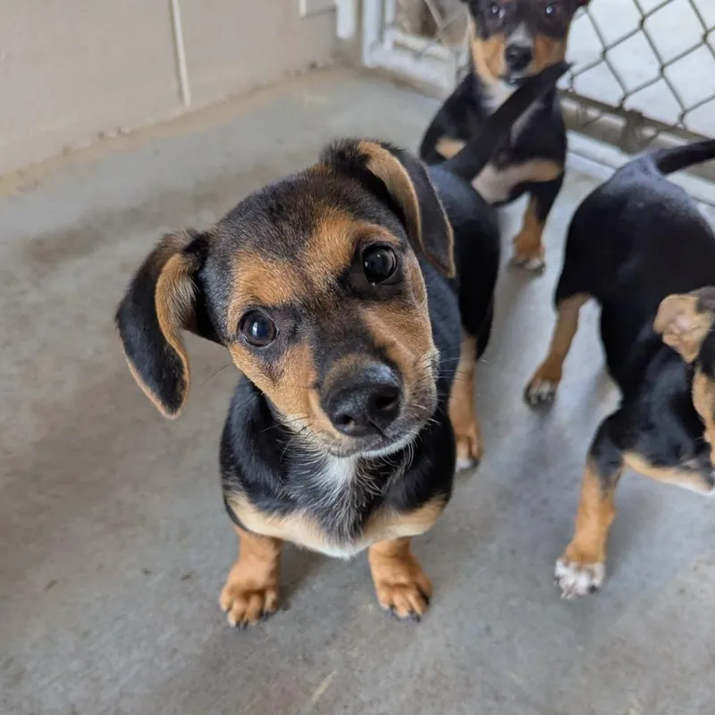 A baby small-sized male Black Dachshund dog named Zaxby's for adoption in Ocala, FL