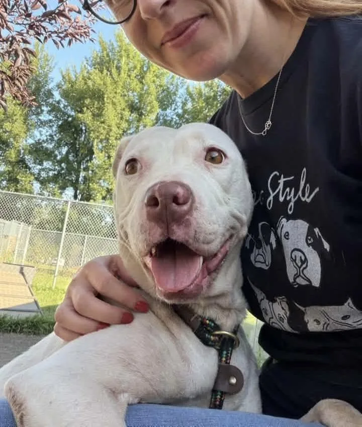 An adult medium-sized female White / Cream Pit Bull Terrier dog named Kamila for adoption in Chicago, IL