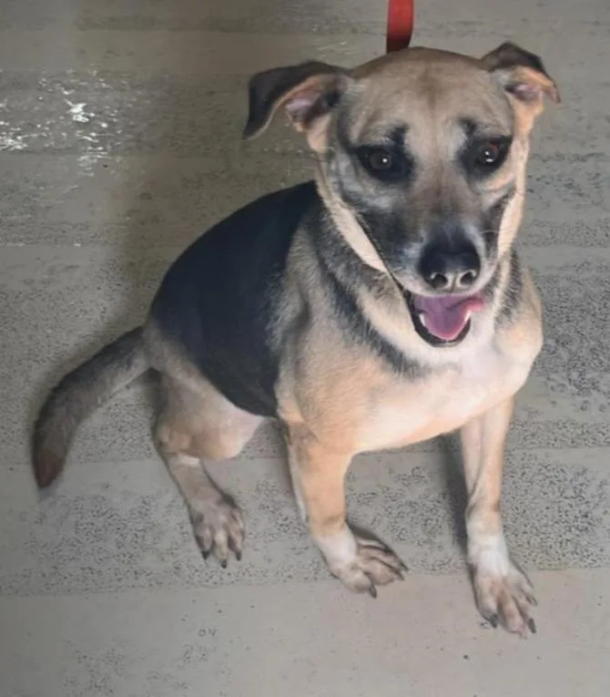 An adult medium-sized female Tricolor (Brown, Black, & White) German Shepherd Dog dog named Roxy for adoption in Houston, TX