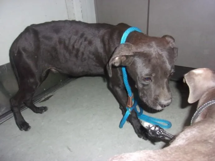 A young medium-sized female Staffordshire Bull Terrier dog named Esme for adoption in Van Nuys, CA