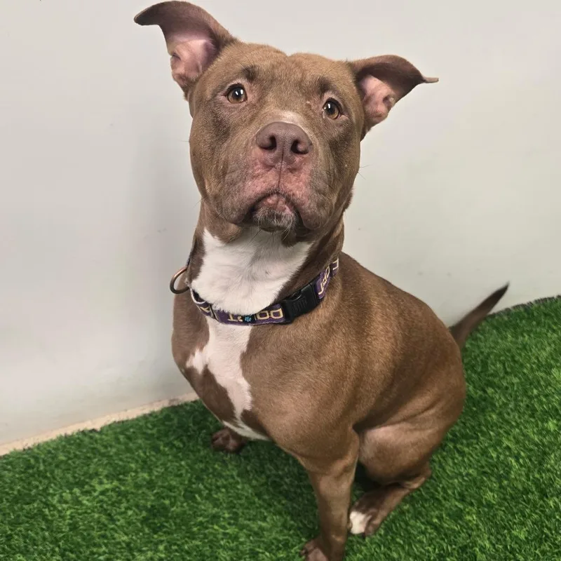 An adult large-sized female Brown / Chocolate Pit Bull Terrier dog named Remmy for adoption in Columbia, MO