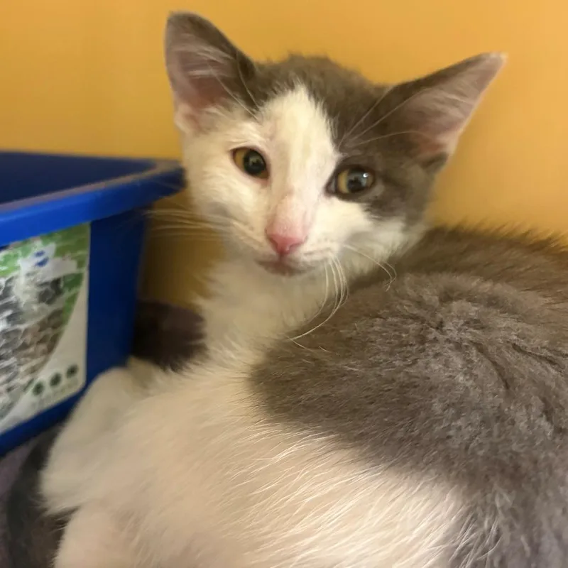 A baby small-sized male Gray / Blue / Silver Domestic Short Hair cat named Lucky for adoption in East Hanover, NJ