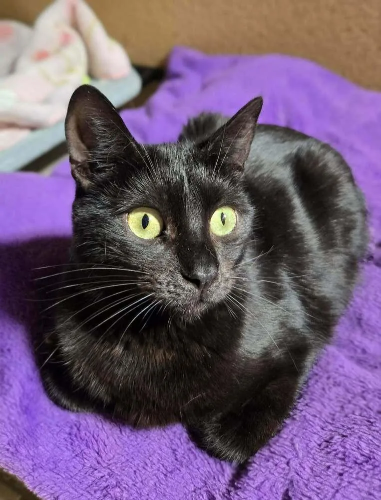 An adult medium-sized male Black Domestic Short Hair cat named Mooney for adoption in Salinas, CA