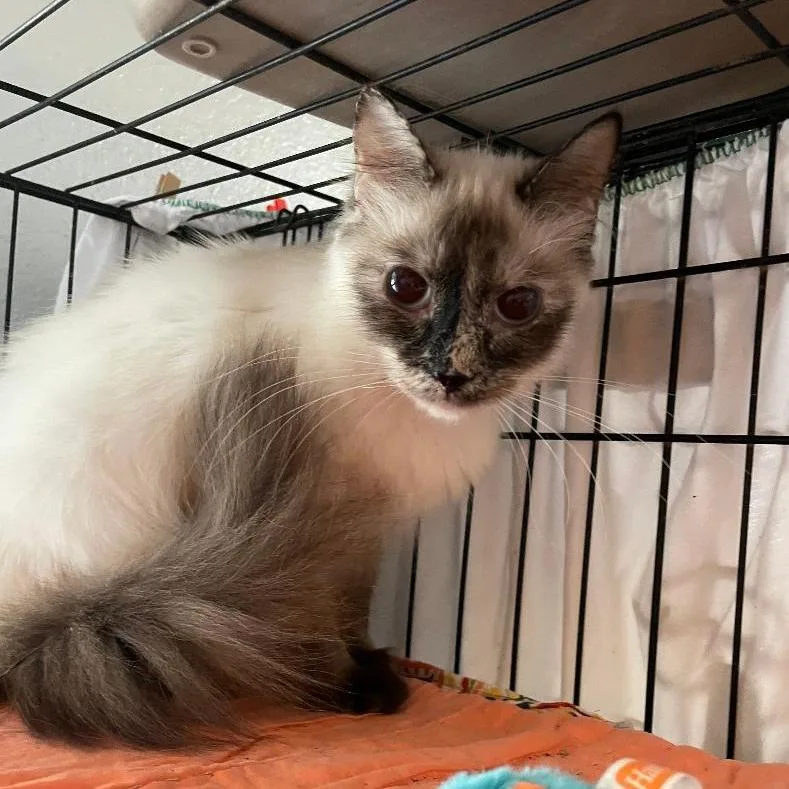 A young medium-sized female White Siamese cat named Princess Margaret for adoption in North Myrtle Beach, SC