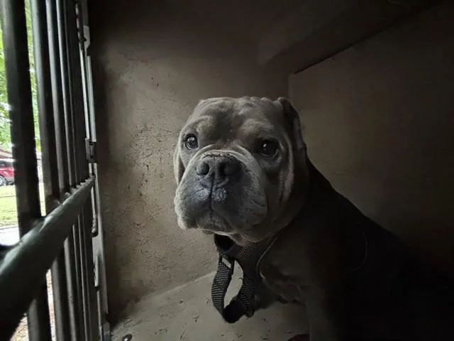 An adult large-sized male American Bulldog dog named A for adoption in Oklahoma City, OK