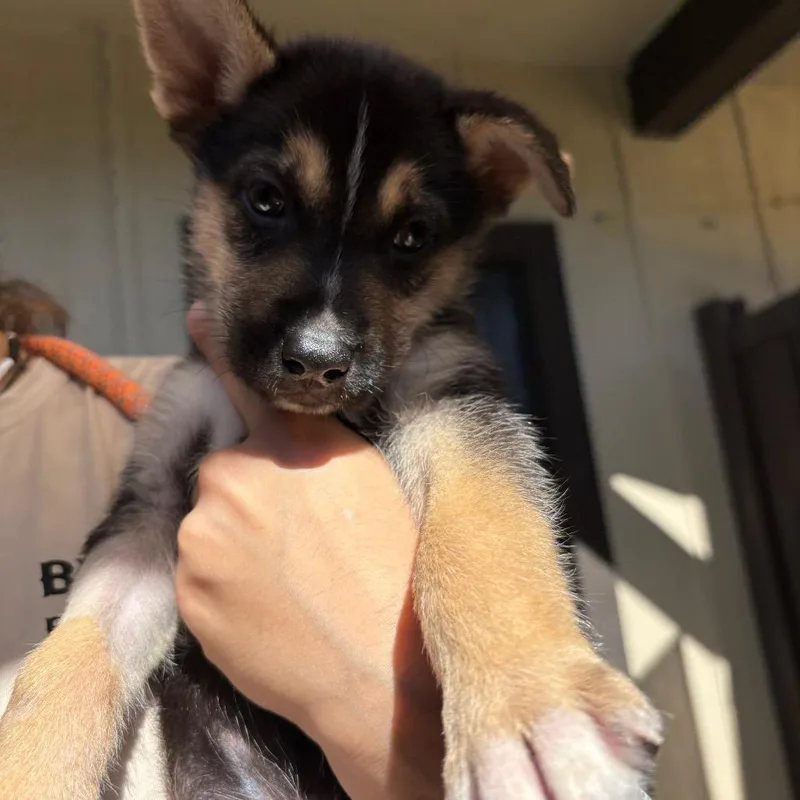 A baby small-sized male Black Husky dog named Tinman for adoption in LOXAHATCHEE, FL