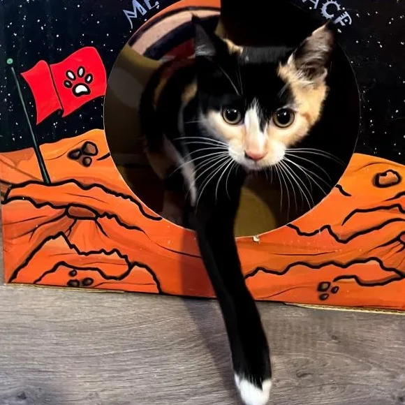 A baby medium-sized female Calico Domestic Short Hair cat named Thumper for adoption in Mount Rainier, MD