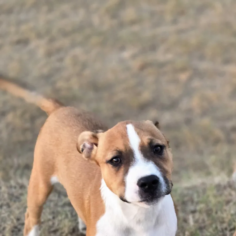 A baby medium-sized female Tricolor (Brown, Black, & White) Pit Bull Terrier dog named Kat for adoption in Sheridan, AR