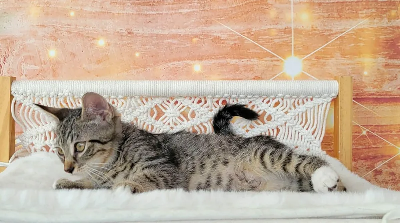 A baby medium-sized male Tabby (Brown / Chocolate) Tabby cat named Flux for adoption in Greensburg, PA