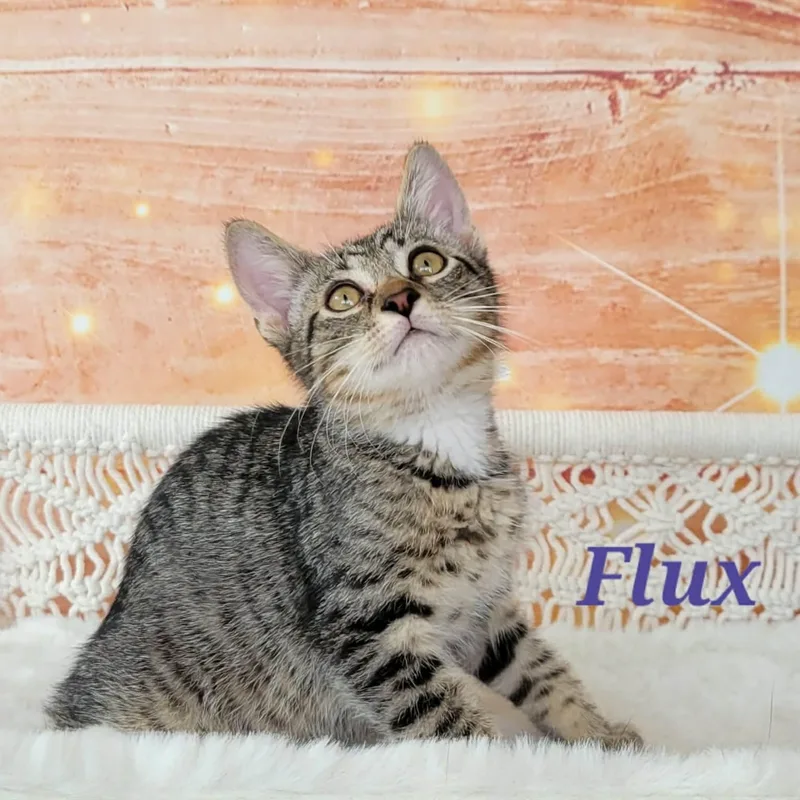 Flux thumbnail 6