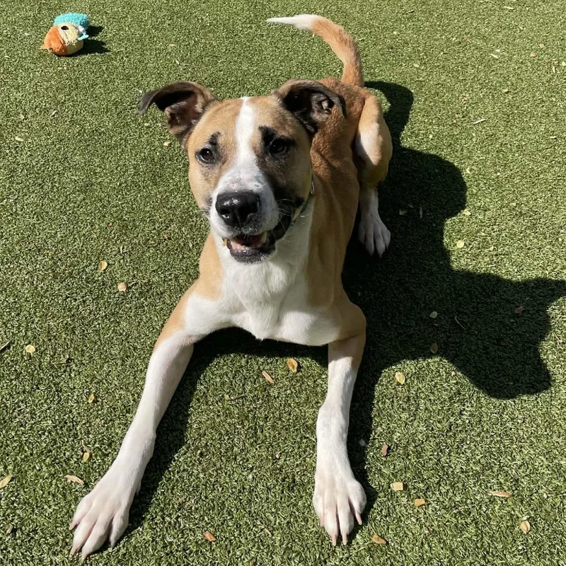 A senior medium-sized male Apricot / Beige Hound dog named Doyle for adoption in Greensboro, NC
