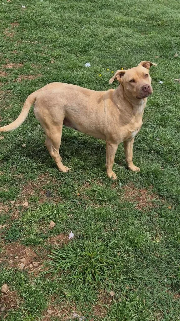 A young medium-sized female Mixed Breed dog named Valerie for adoption in Fond Du Lac, WI