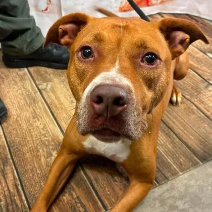An adult large-sized male Terrier dog named Caramel Sundae for adoption in Gastonia, NC