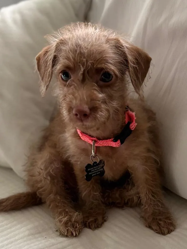 A baby medium-sized female Terrier dog named Ila for adoption in West Bloomfield, MI