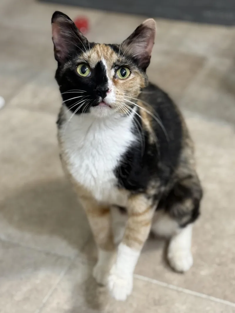 A young medium-sized female Domestic Short Hair cat named Emily for adoption in Clayton, NC