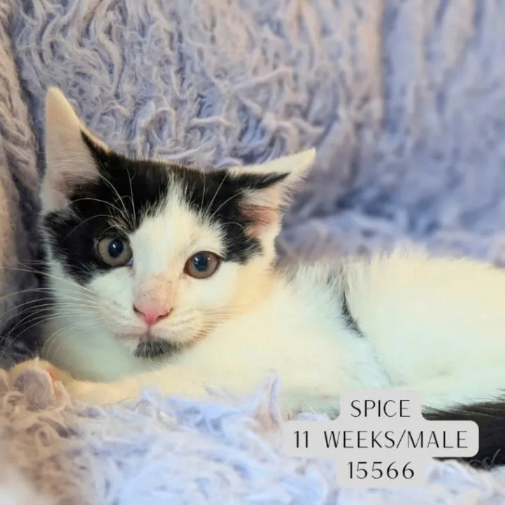 A young medium-sized male Black Domestic Short Hair cat named Spice for adoption in Supply, NC