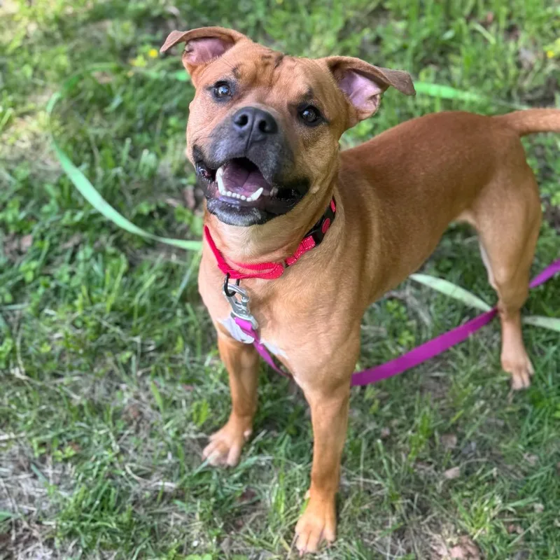 A young medium-sized male Brown / Chocolate Black Mouth Cur dog named Rocky for adoption in Springboro, OH