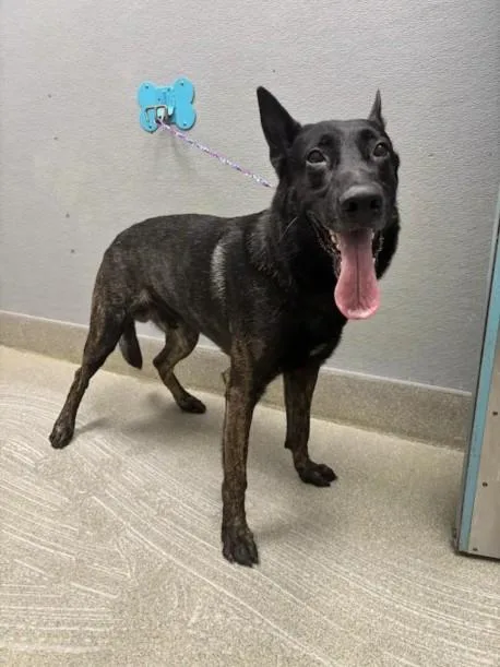 An adult large-sized male Belgian Shepherd / Malinois dog named Jaxx for adoption in Las Vegas, NV