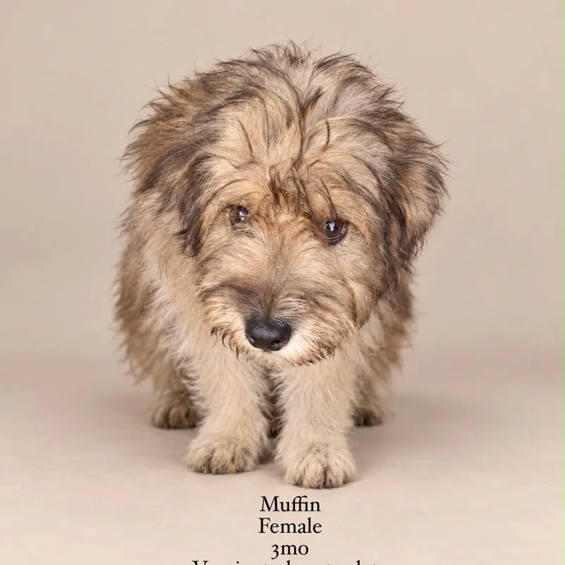 A baby medium-sized female Lhasa Apso dog named Muffin Top for adoption in New York, NY