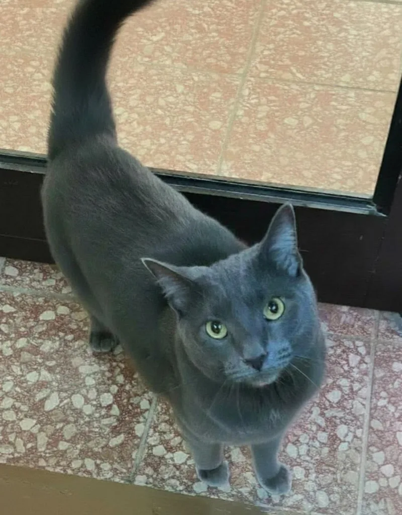 An adult medium-sized male Gray / Blue / Silver Domestic Short Hair cat named Adam for adoption in Blasdell, NY