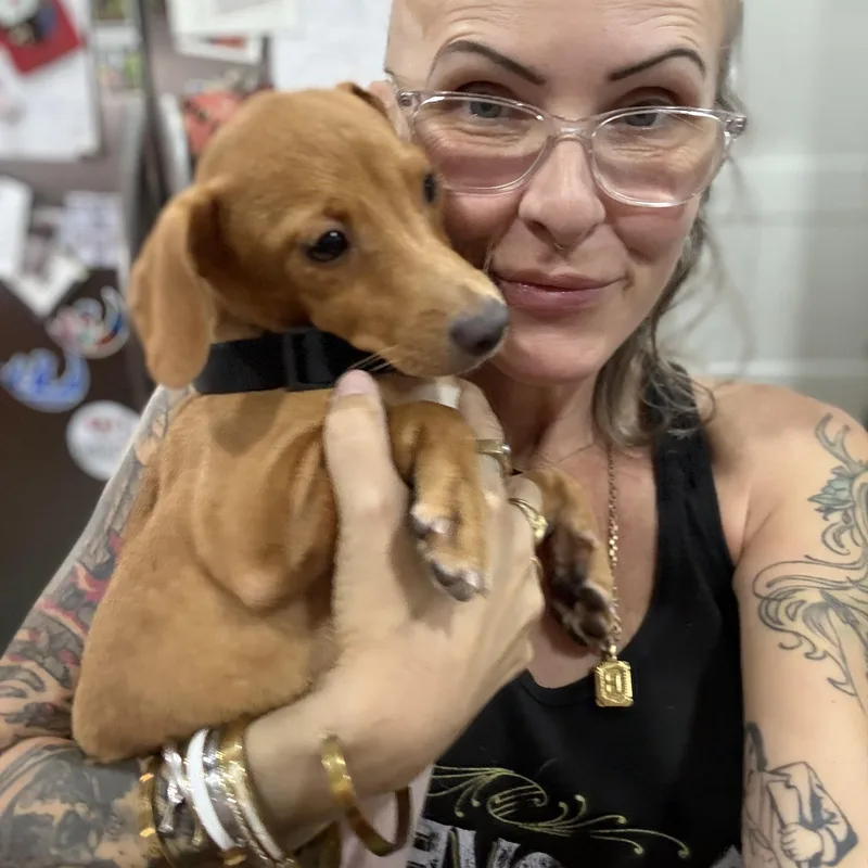 A baby small-sized female Brown / Chocolate Chiweenie dog named Godiva for adoption in New Orleans, LA