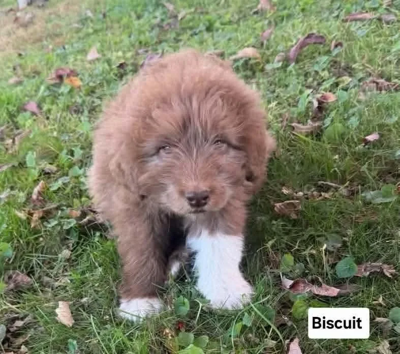 A baby medium-sized male Golden Great Pyrenees dog named Bisquit for adoption in Saint Clairsville, OH