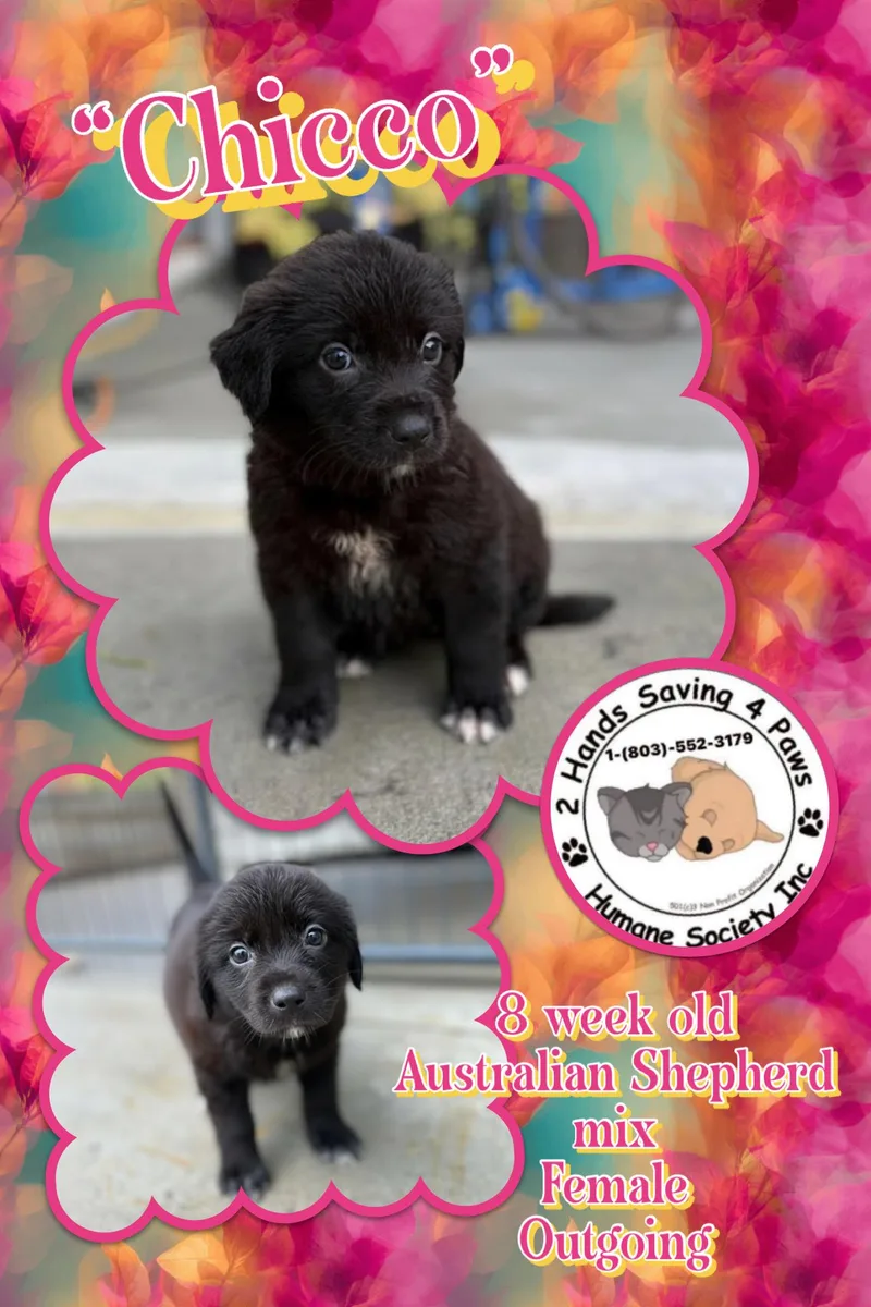 A baby medium-sized female Black Australian Shepherd dog named Chicco for adoption in Thomson , GA