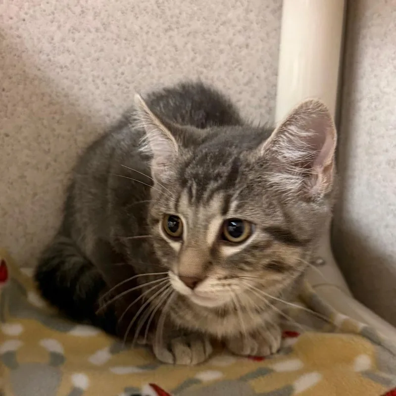 A baby small-sized male Gray / Blue / Silver Domestic Short Hair cat named Shay for adoption in Naperville, IL