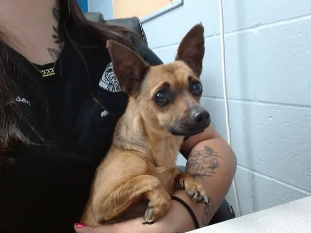 An adult small-sized male Chihuahua dog named Apollo for adoption in Albuquerque, NM