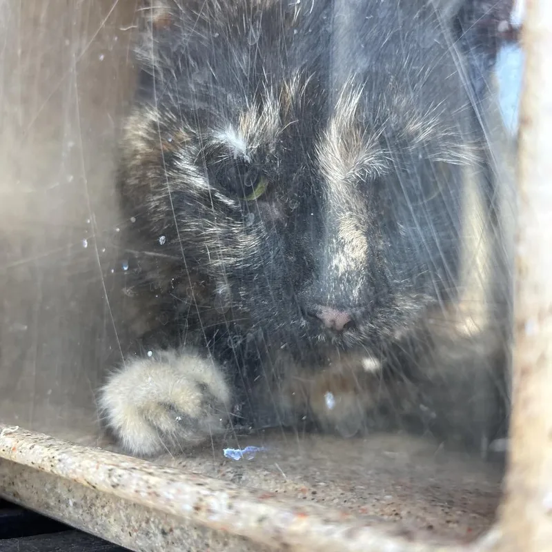 An adult medium-sized female Black Domestic Short Hair cat named Latte for adoption in Philadelphia, PA