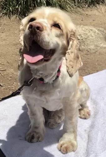 A baby small-sized female Bicolor Cocker Spaniel dog named Sunshine C  aka for adoption in Parker, CO