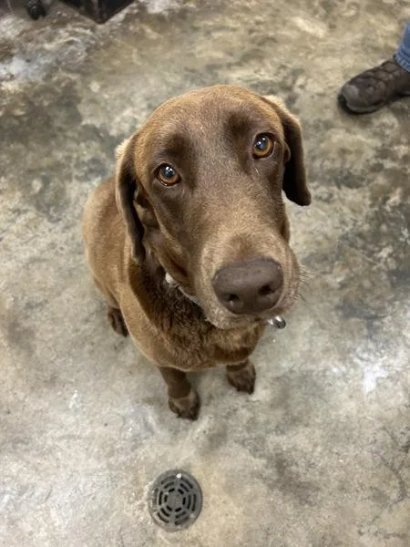 An adult medium-sized female Labrador Retriever dog named Logan for adoption in Osage Beach, MO
