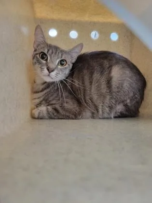 Miss Muffin  Working