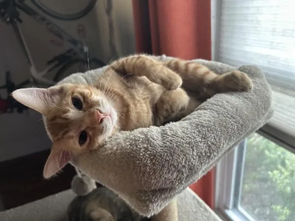 A baby small-sized male Domestic Short Hair cat named Rusty JRy for adoption in Greenville, SC