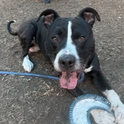 An adult large-sized male Mixed Breed dog named Muscles for adoption in Chamblee, GA
