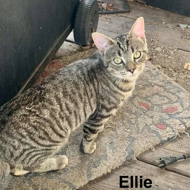 An adult medium-sized female Brown / Chocolate Domestic Short Hair cat named Ellie for adoption in Charlottesville, VA