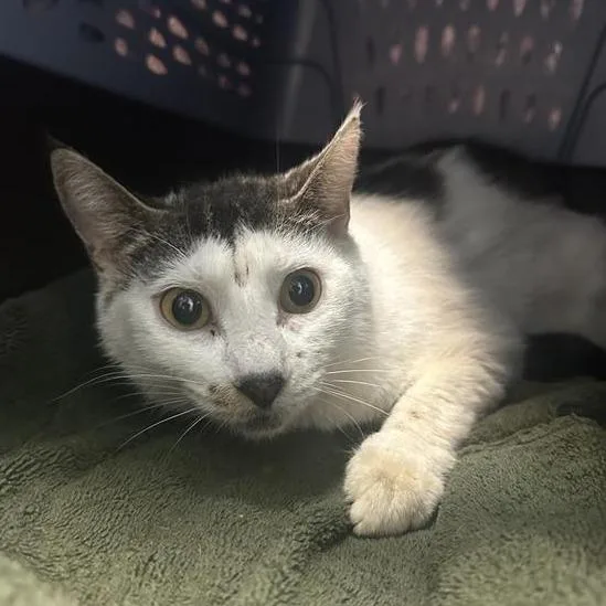 An adult medium-sized female White Domestic Short Hair cat named Sugar for adoption in Tacoma, WA