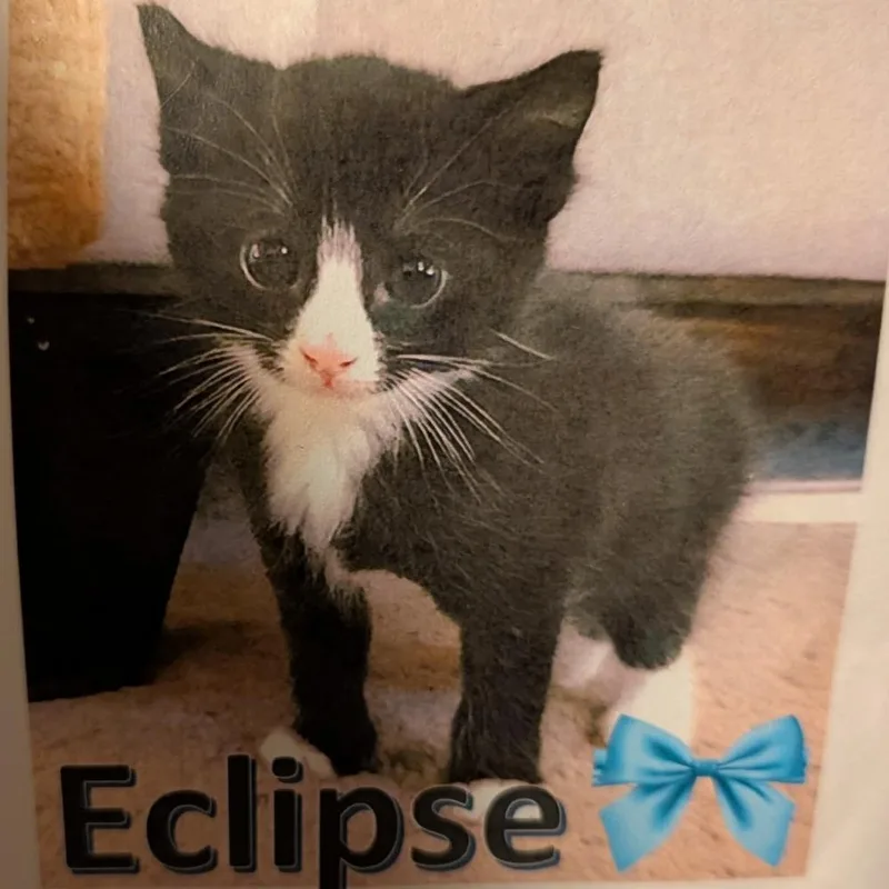 A baby small-sized male Black Domestic Short Hair cat named Eclipse for adoption in Newark, NJ