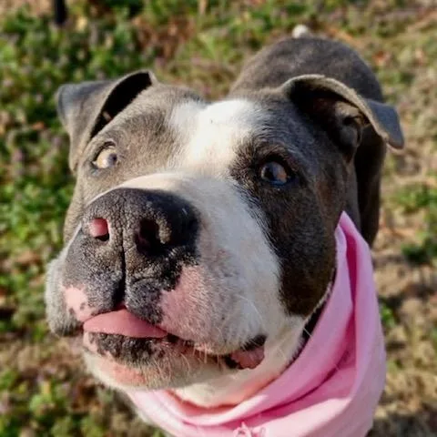 Violet  All New thumbnail 2