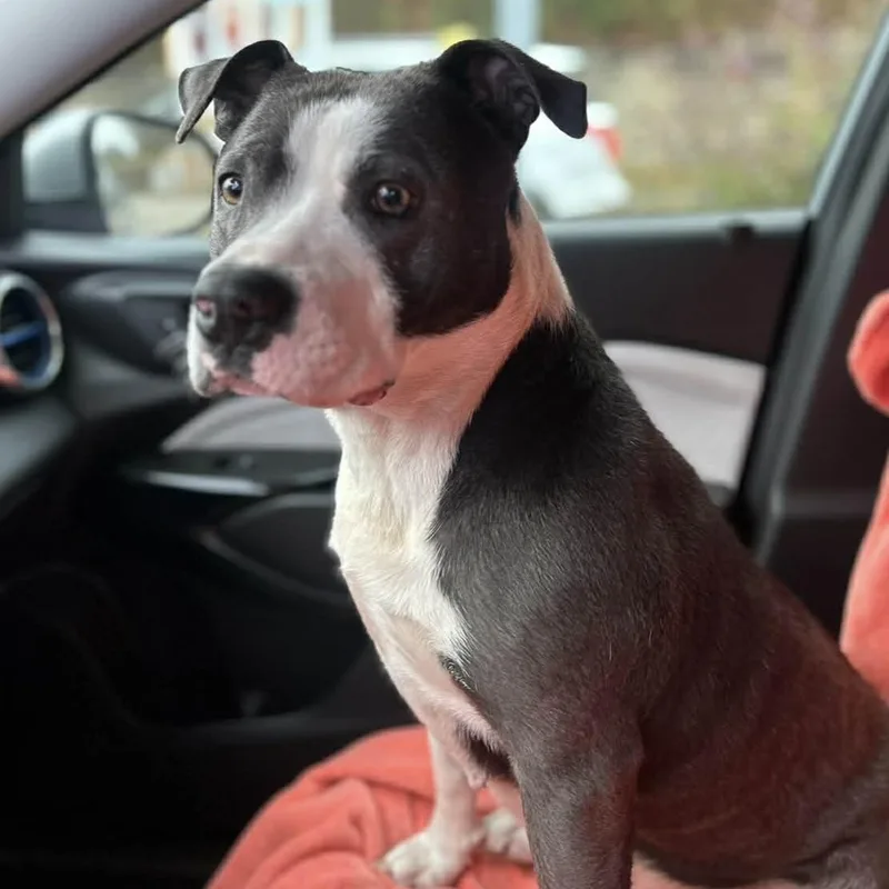 Violet  All New thumbnail 3