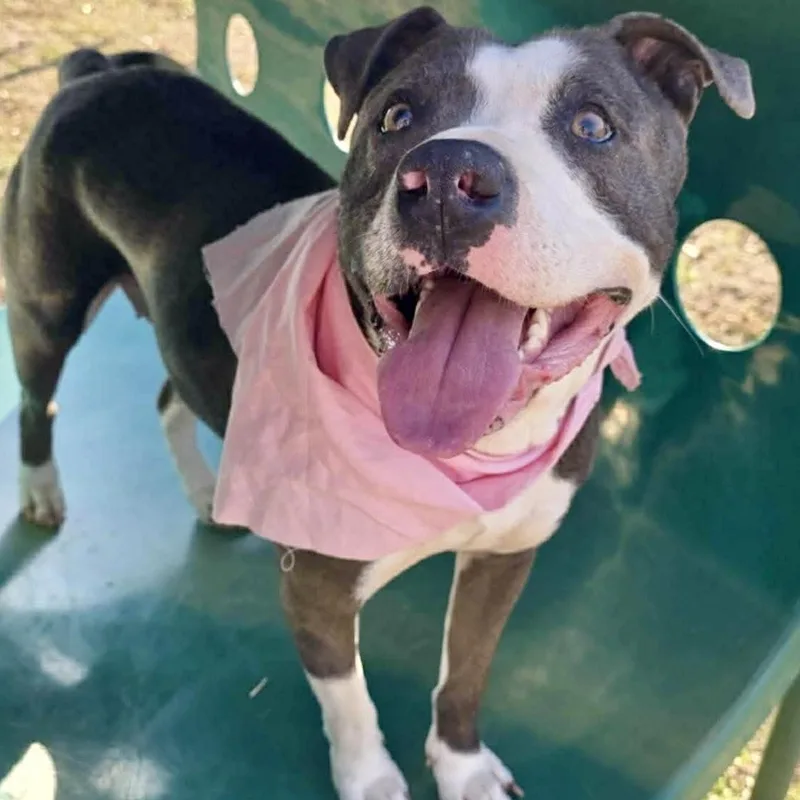 Violet  All New thumbnail 4